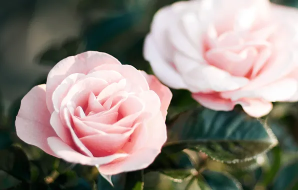 Flowers, roses, petals, pink