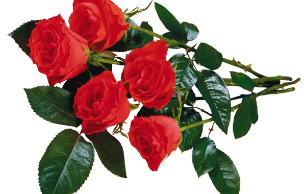 Picture roses, bouquet, white background, red roses