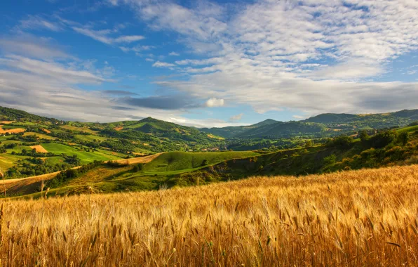 Picture summer, grass, cloud, hills, wheat