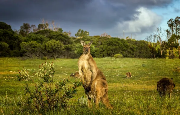 Nature, Australia, kangaroo