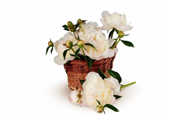 Picture background, basket, peonies