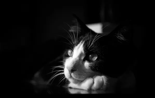 Cat, black and white, lying, monochrome