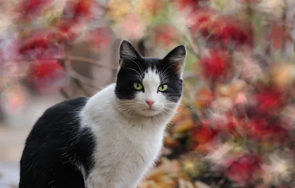Picture autumn, cat, background