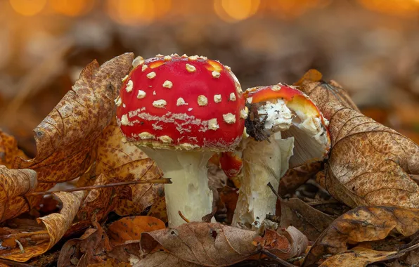 Picture autumn, leaves, mushroom, mushroom, pair