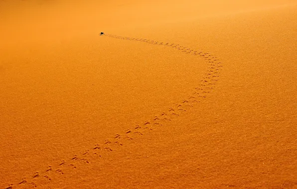 Picture sand, trail, insect