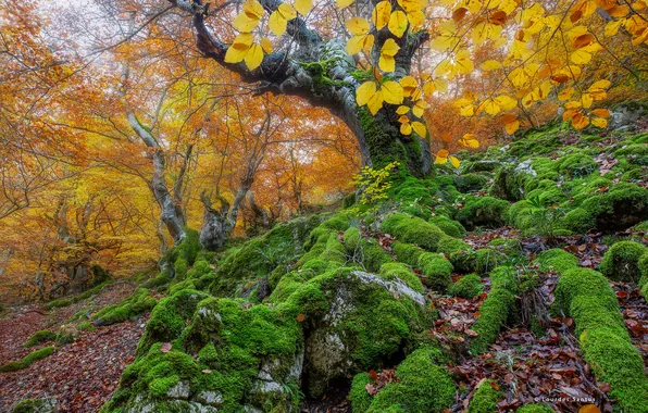 Picture autumn, forest, nature, tree, moss