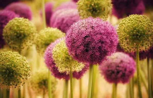 Macro, nature, yellow, caps, flowers, flowering, lilac, bokeh