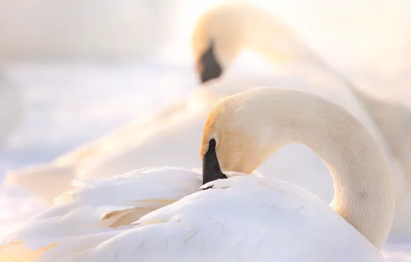 White, bird, Swan