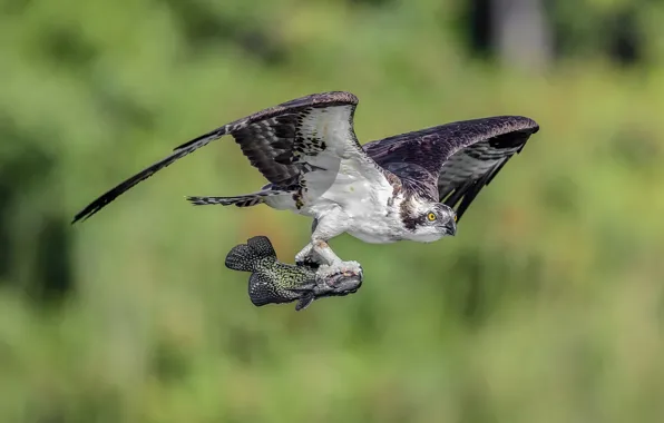 Bird, fish, mining, catch