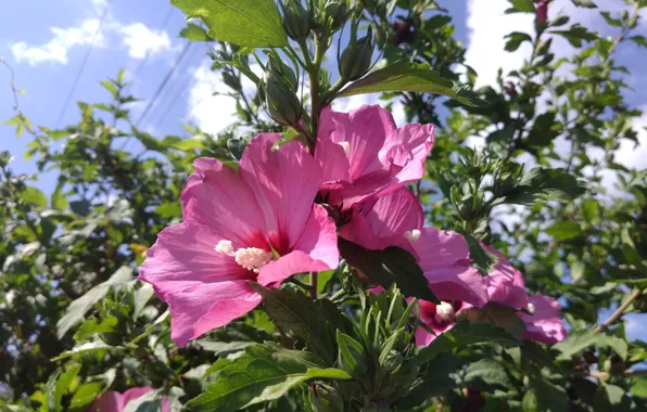 Picture summer, pink, the bushes, Mamala ©
