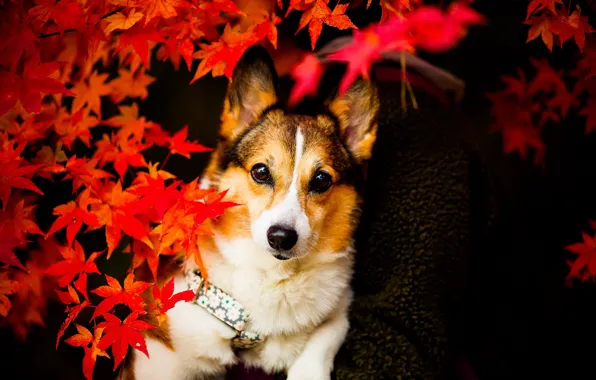 Picture look, leaves, dog