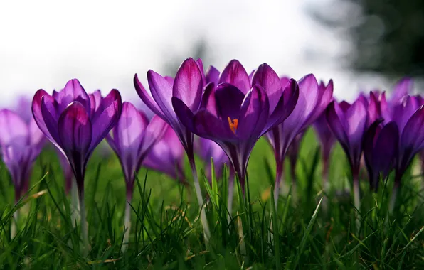 Flowers, spring, purple, crocuses, clearing, primroses, lilac, Krokus