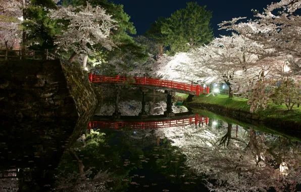 Light, trees, flowers, night, bridge, Park, Japan, spring