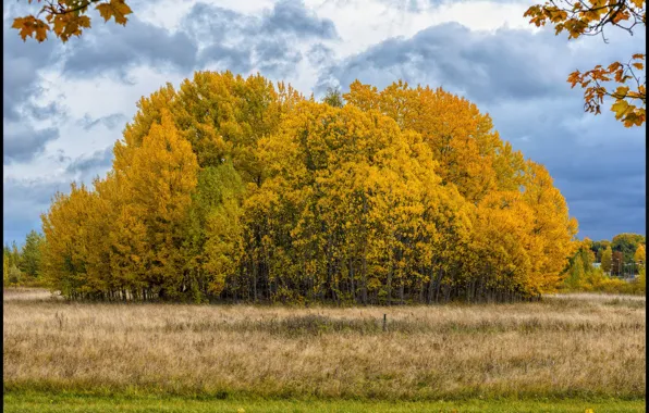 Autumn, trees, colors, trees, Autumn, fall