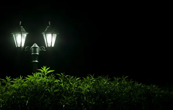 Picture light, night, lights, the bushes