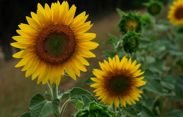 Picture flower, sunflowers, sunflower, photographer, Mariluz Rodriguez