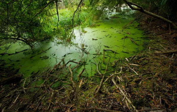 Picture grass, trees, swamp