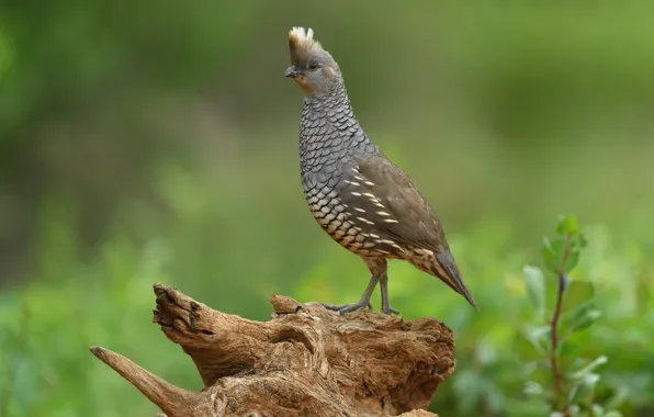 Picture bird, beak, tail, scaly quail