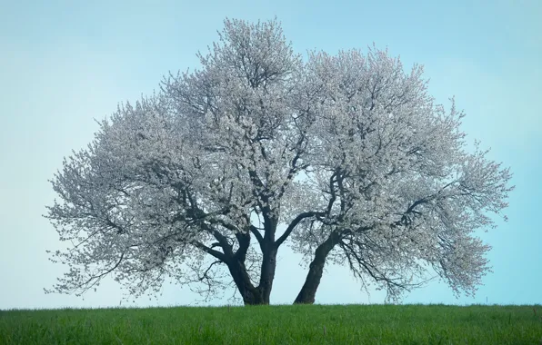 Field, flowers, tree, spring, Sakura, flowering, crown, spreading