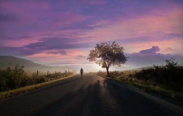 Road, rays, tree, The sun, road, tree, rays, sun