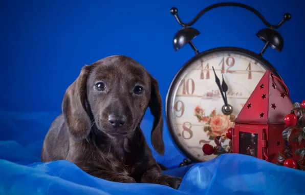 Berries, watch, flashlight, puppy, fabric, Dachshund