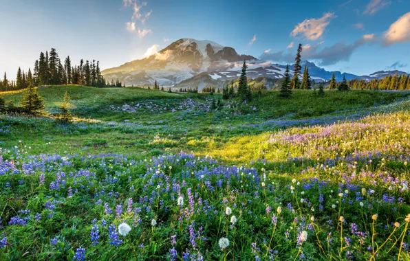 Field, flowers, mountains, slope, lupins