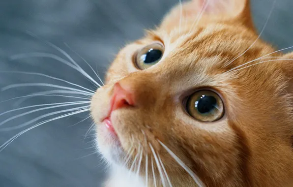 Cat, eyes, mustache, look, pose, kitty, portrait, red