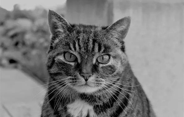 Picture cat, look, face