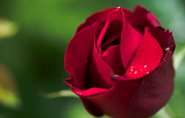 Close-up, red rose, green background