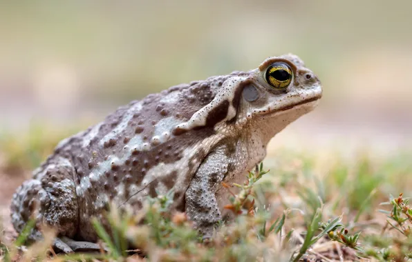 Grass, background, frog, toad, bokeh, spotted