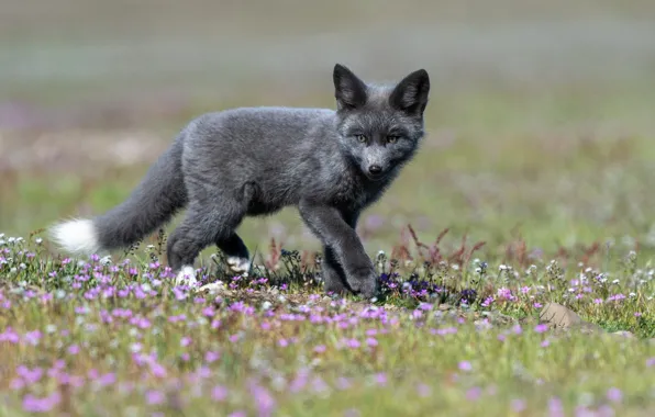 Picture flowers, blur, baby, cub, Fox