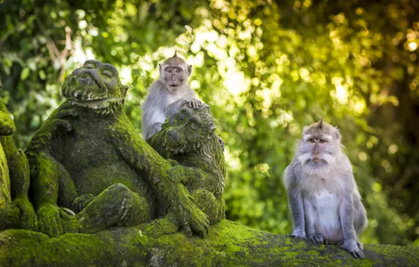 Picture Trees, Bali, Indonesia, Moss, Asia, Statues, Macaques, Mammals