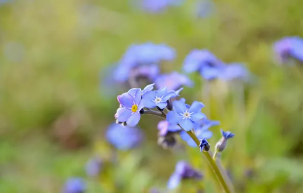 Sprig, petals, forget-me-not, wildflowers