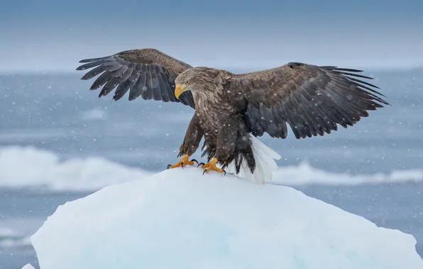 Winter, snow, bird, eagle, wings, glacier, iceberg, ice