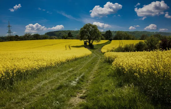 Road, forest, meadow, rape, rapeseed field