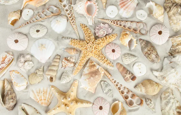 Sand, beach, shell, sand, starfish, seashells