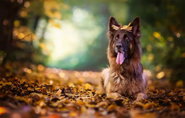 Picture autumn, language, leaves, dog, bokeh, shepherd