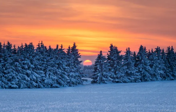 Winter, forest, snow, sunset