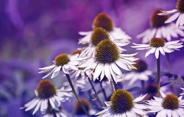 PETALS, NATURE, FLOWERS, PLANTS