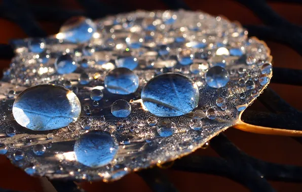 Leaves, drops, macro