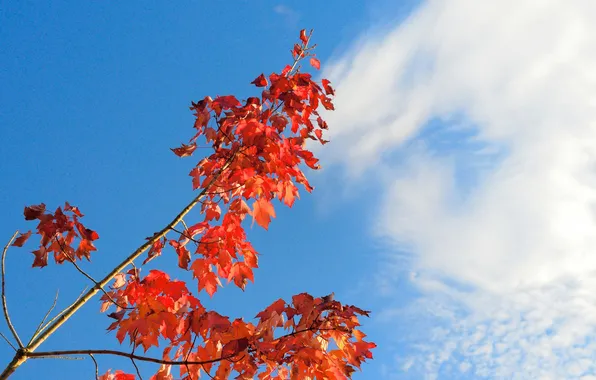 Picture autumn, the sky, leaves, clouds, branch