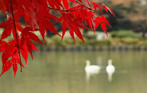 Autumn, leaves, birds, lake, branch, maple, the crimson