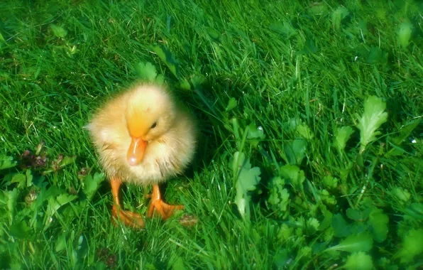 Greens, grass, small, duck