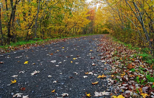 Picture Fall, Autumn, Road