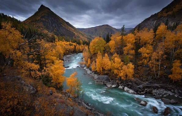 Autumn, trees, mountains, river, Russia, Altay, The Altai mountains, Chuya River