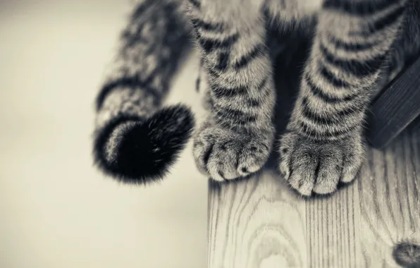 Paws, Cat, black and white, smoky