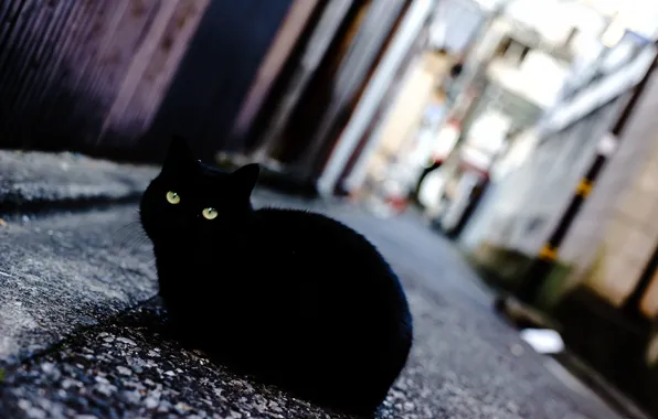 Picture eyes, cat, street, black