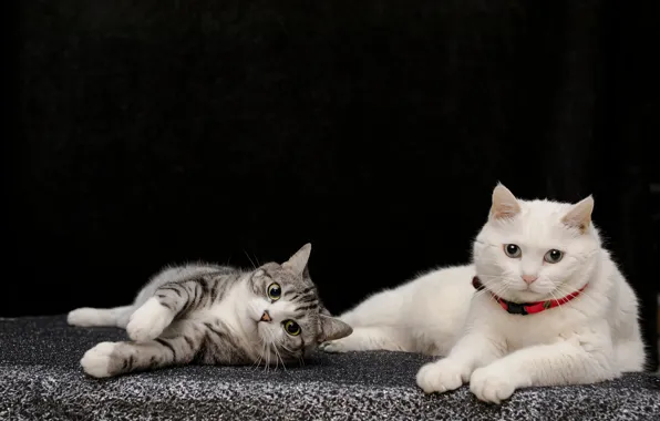 Cat, white, cat, look, cats, kitty, cats, pair