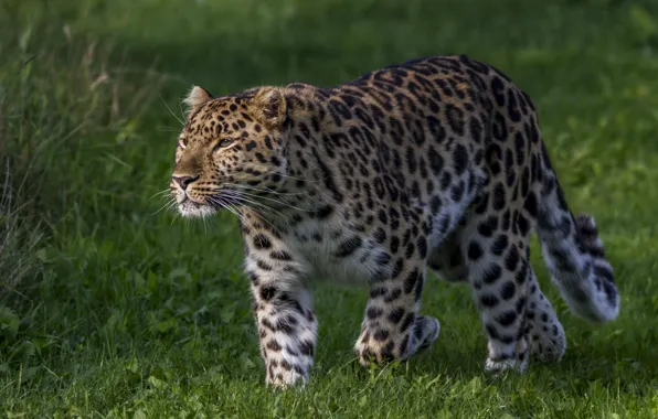 Grass, predator, leopard, handsome