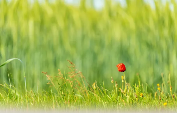 Summer, flowers, red, Mac, Maki, meadow, red